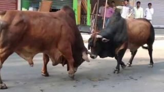 Bull fight on open road