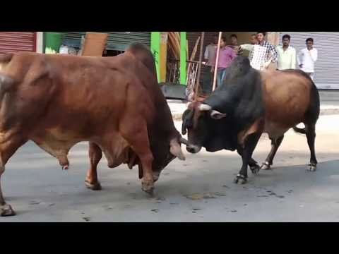 Bull fight on open road