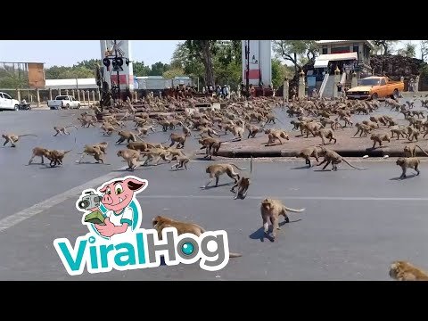 Monkeys Stampede Through Street || ViralHog